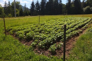 Private potato garden in Poland