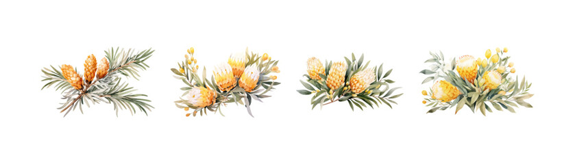 Watercolor banksia clipart for graphic resources. Vector illustration design. - obrazy, fototapety, plakaty