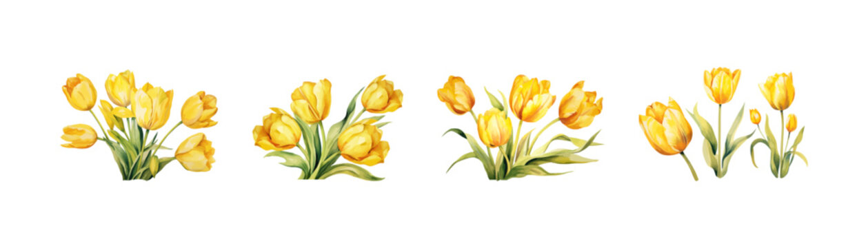 Watercolor yellow tulip set. Vector illustration design.