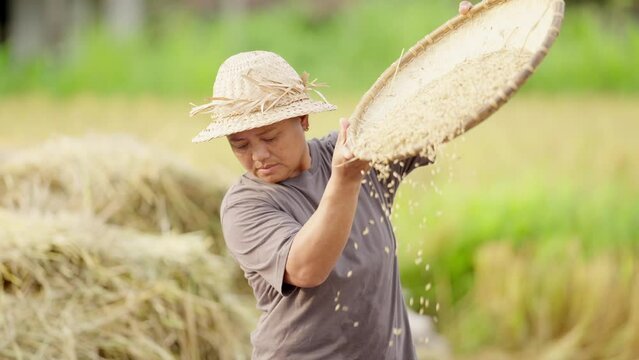 Asian woman farmer winnowing or sifting rice in field, straw hat on