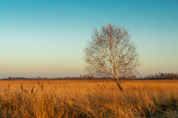 Fototapeta premium Lonely birch without leaves and dry grass on a meadow illuminated by the light of the setting sun, October day