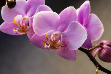 Delicate pink Phalaenopsis orchid flowers for background design