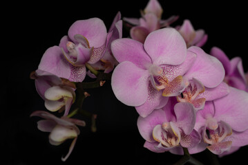 Delicate pink orchid flowers in soft lighting