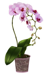 Phalaeonopsis plant with a sprig of pink flowers