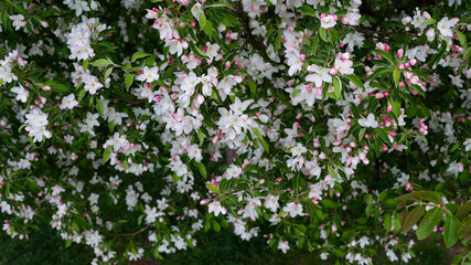 Obraz na płótnie Canvas Flowers on an apple tree branch close-up