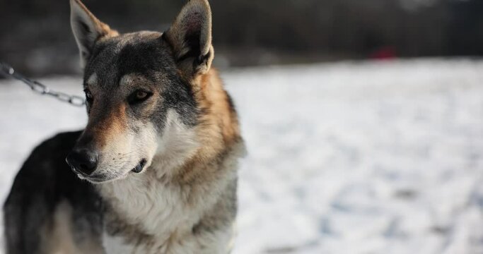Timber wolf or dog in snow on chain. Illegal capture of animals