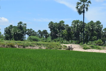 Enjoying the mother nature