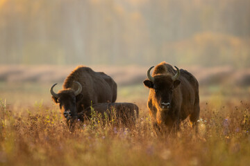 European bison - Bison bonasus in the Knyszyn Forest