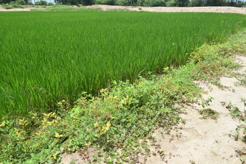 Enjoying the mother nature