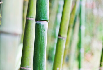Fototapeta na wymiar Green bamboo forest for background