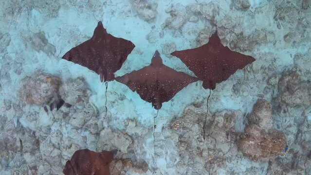 Majestic Ballad of the Rays - Spotted Eagle Ray school by drone, Maldives - Indian Ocean: Zoom in then out, anticlockwise rotate