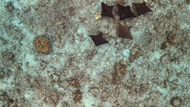 Majestic Ballad of the Rays - Spotted Eagle Ray school by drone, Maldives - Indian Ocean: Zoom in close and follow