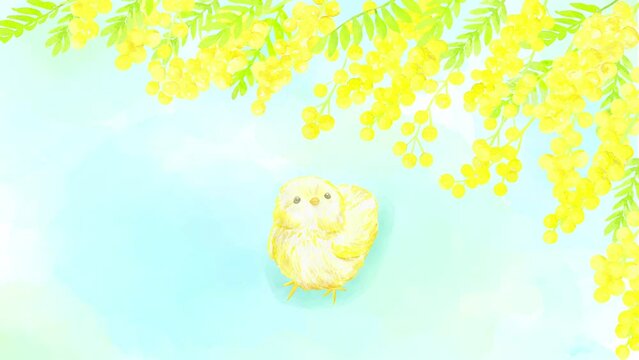 満開のミモザの木を見上げるヒヨコのループアニメーション。春の初めごろの可愛いらしい映像。
