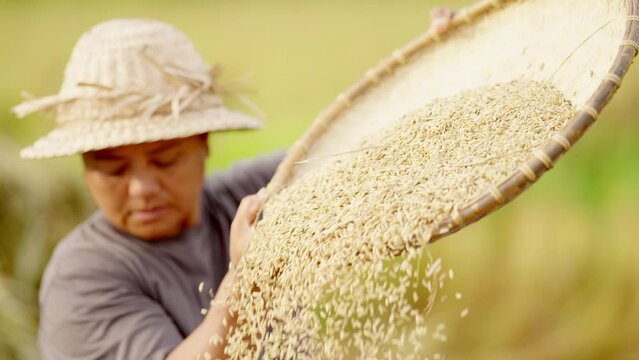 traditional asian farmer winnowing or sifting rice in asia countryside