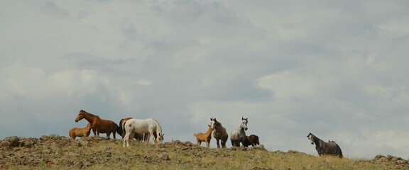 Horses grazing grass at highland pasture.Beautiful white brown and spotted horses graze on...