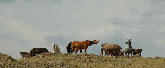 Horses grazing grass at highland pasture.Beautiful white brown and spotted horses graze on...