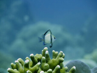 Tropical fish underwater. Fish over a coral reef.