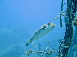 Fish underwater. Fish near the mooring rope next to the pier.