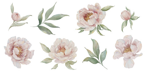 Watercolor floral peony clip art. Romantic peonies and leaves - obrazy, fototapety, plakaty