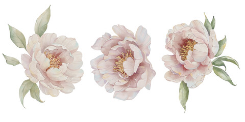 Watercolor floral peony clip art. Set of peony garden flowers