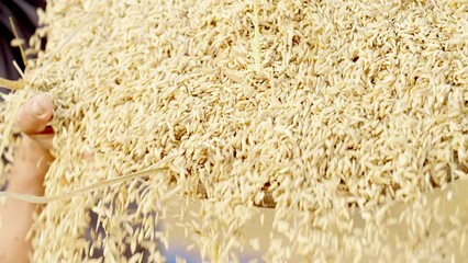 Closeup, manual winnowing or sifting of rice to remove chaff after harvest