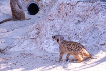 Meerkat in Bio park zoo in Rome