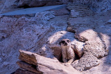 Meerkat in Bio park zoo in Rome