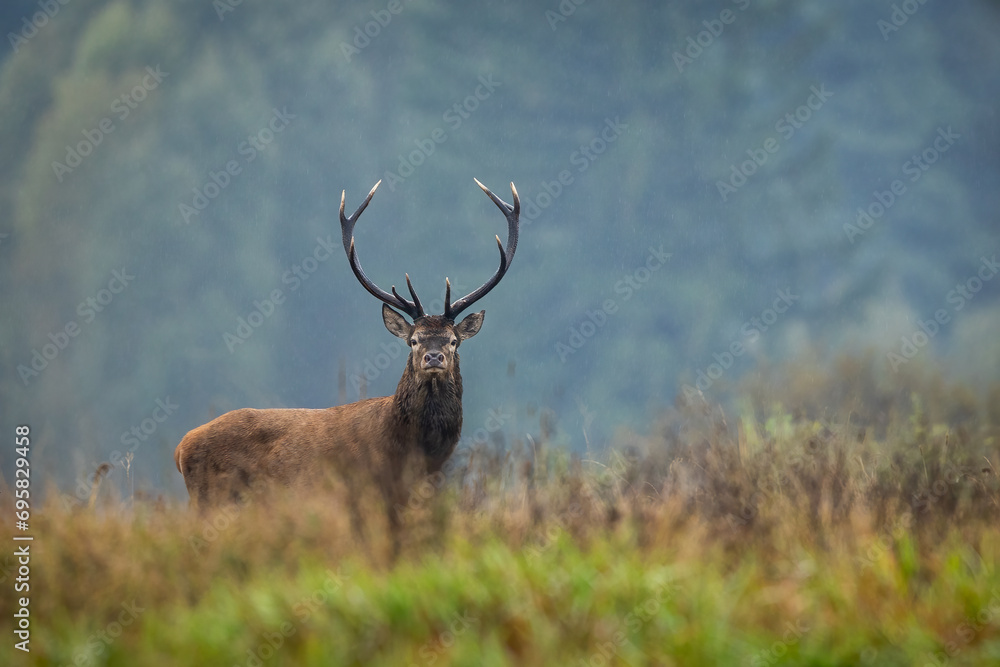 Wall mural deer male buck ( cervus elaphus ) during rut