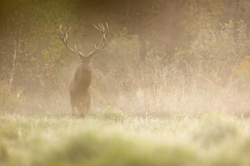 Deer male buck ( Cervus elaphus ) during rut