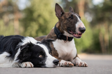 Black and white border collie and brindle bull terrier lie side by side on a walk. 