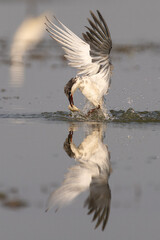 Bird in Action Capturing Fish with Reflective Elegance