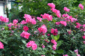 Fototapeta na wymiar Street flowers growing near the roadway. Beautiful and bright large bushes of real pink, delicate rose, landscape and beauty.