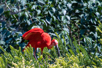 Scarlet Ibis in Rome Bioparco zoo, Italy