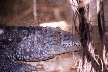 Crocodile in Bio-park zoo in ROme