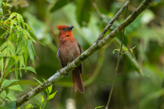 Crested ant tanager sitting on a branch in the rainforest