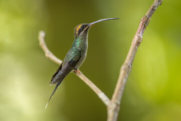 White-whiskered hermit perched on a branch