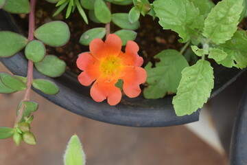 Photos in Home gardening  