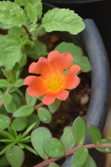 Photos in Home gardening  