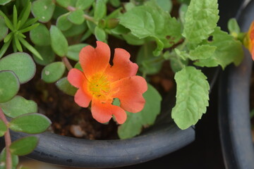 Photos in Home gardening  