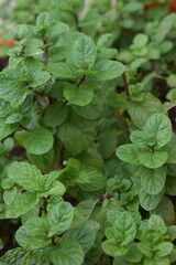 Photos in Home gardening  