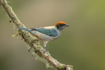Scrub Tanager perched on a branch and isolated against a natural  background