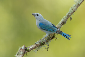 Bue-gray tanager perched on a moss-covered branch and isolated against a natural green background