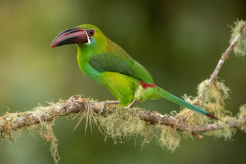 Crimson-rumped Toucanet in natural habitat perched on a branch