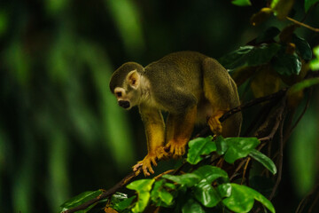 squirrel in the tree