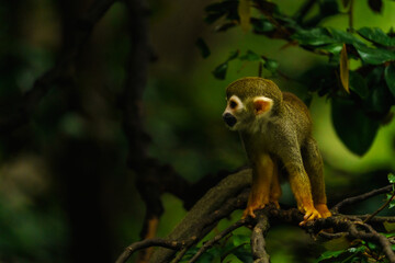 squirrel in the tree