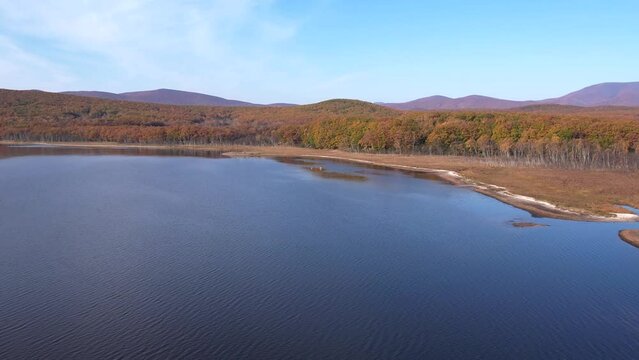 View from above. The camera flies up to two deer grazing on a lake. Sikhote-Alin Biosphere Reserve. AUTUMN shooting.