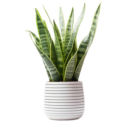 Snake Plant in a pot on a transparent background. For houseplant concept