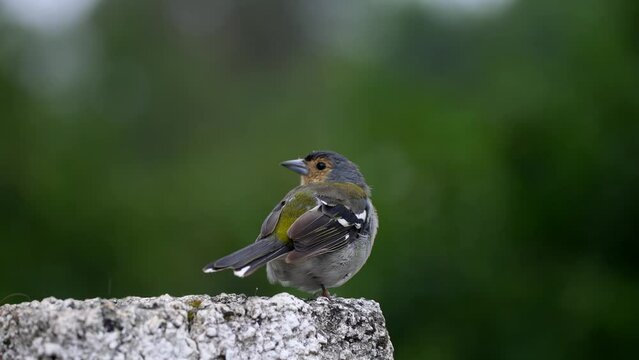 Close of a bird filmed in Madeira Portugal at daylight filmed in 4k