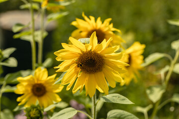 Yellow sunflower in the sunset light. Close-up. Sunflower, close-up. Yellow big flower.