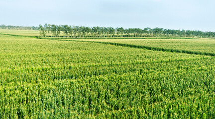 High angle view of organic corn field at agriculture farm